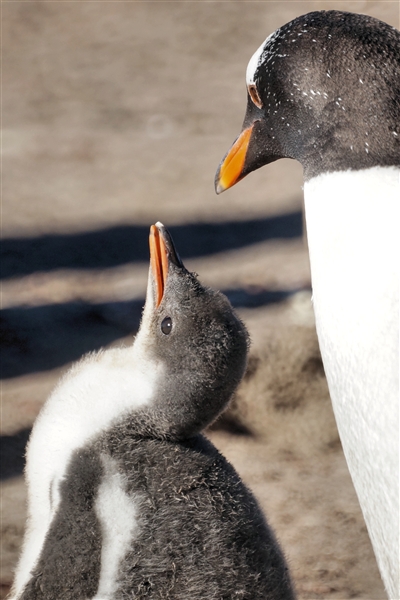 Saunders__Penguin_Gentoo_DSC05714.jpg - Gentoo Penguin with Chick, Saunders Island, Falkland Islands