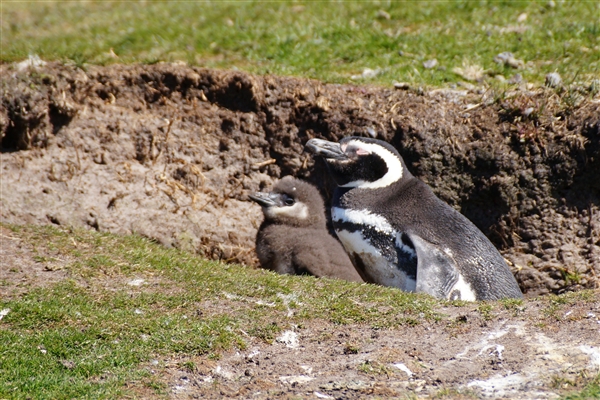 Saunders__Penguin_Magellanic_DSC05625.jpg - Magellanic Penguin and Chick in burrow - Saunders Island, Falkland Islands