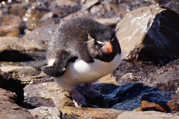 Saunders__Penguin_Rockhopper_DSC05630.jpg - Rockhopper Penguin, Saunders Island, Falkland Islands