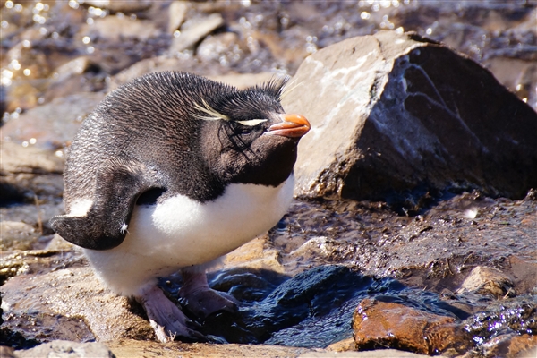 Saunders__Penguin_Rockhopper_DSC05631.jpg - Rockhopper Penguin, Saunders Island, Falkland Islands