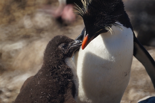 Saunders__Penguin_Rockhopper_DSC05688.jpg - Rockhopper Penguin with Chick, Saunders Island, Falkland Islands