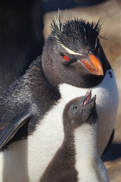 Saunders__Penguin_Rockhopper_DSC05700.jpg - Rockhopper Penguin with Chick, Saunders Island, Falkland Islands