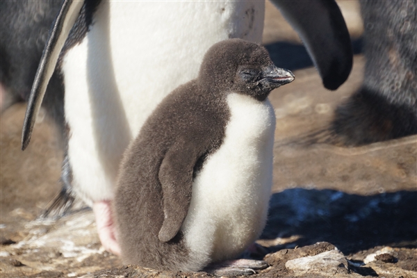 Saunders__Penguin_Rockhopper_DSC05702.jpg - Rockhopper Penguin Chick, Saunders Island, Falkland Islands