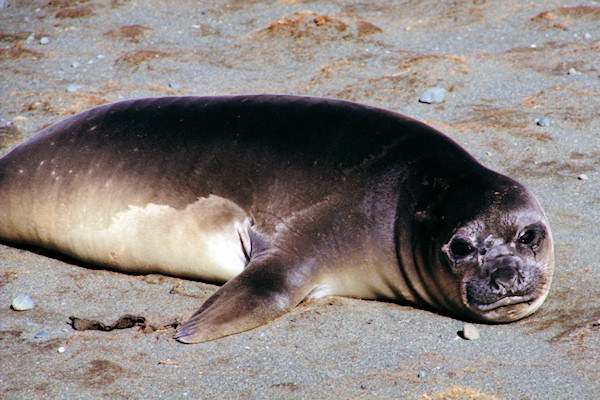 ElephantSeal1.jpg