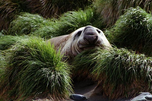 ElephantSeal2.jpg