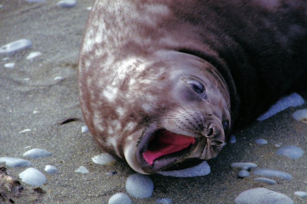 ElephantSeal3.jpg