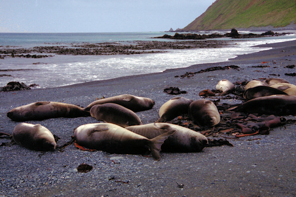 ElephantSeals5.jpg