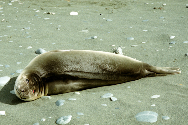 ElephantSeals8.jpg
