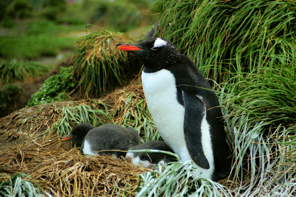 GentooPenguins2.jpg