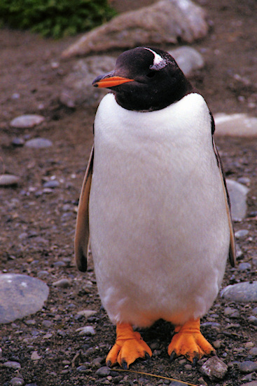 GentooPenguins6.jpg