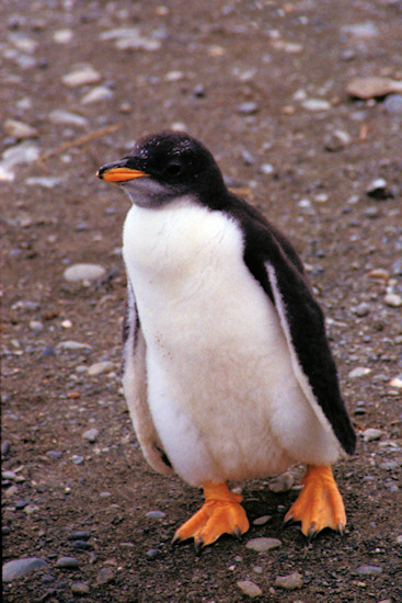 GentooPenguins8.jpg