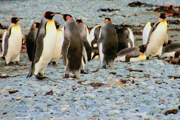 KingPenguins8.jpg