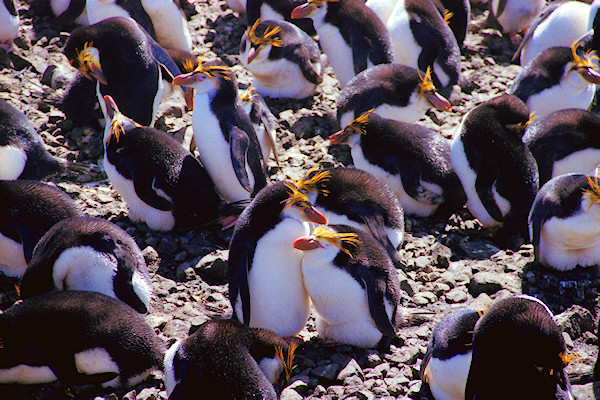 RoyalPenguins10.jpg