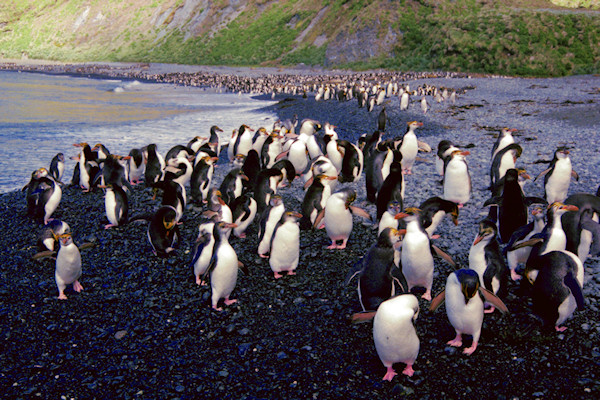 RoyalPenguins11.jpg