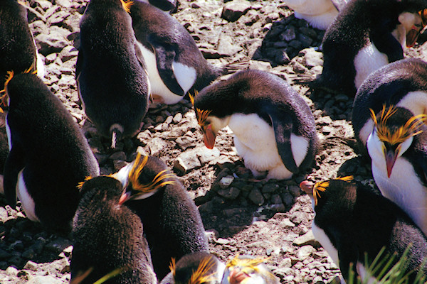 RoyalPenguins13.jpg