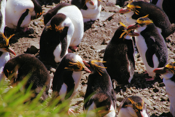 RoyalPenguins16.jpg