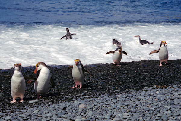 RoyalPenguins18.jpg