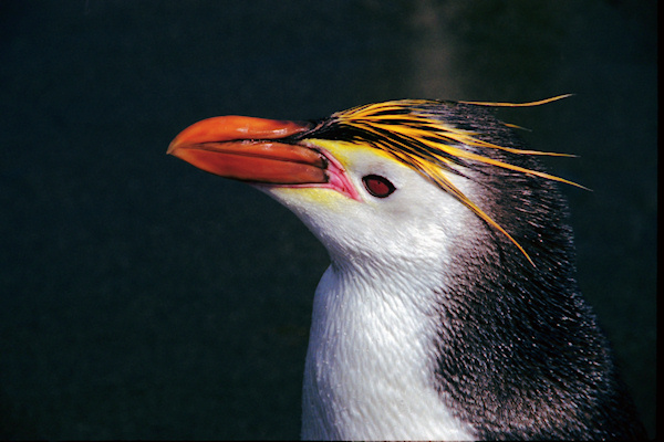 RoyalPenguins4.jpg