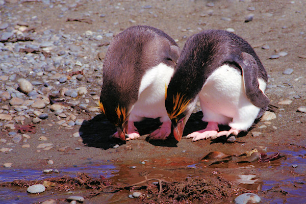 RoyalPenguins8.jpg