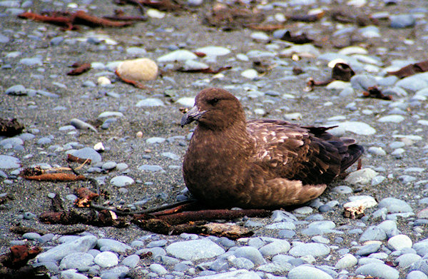 Skua4.jpg