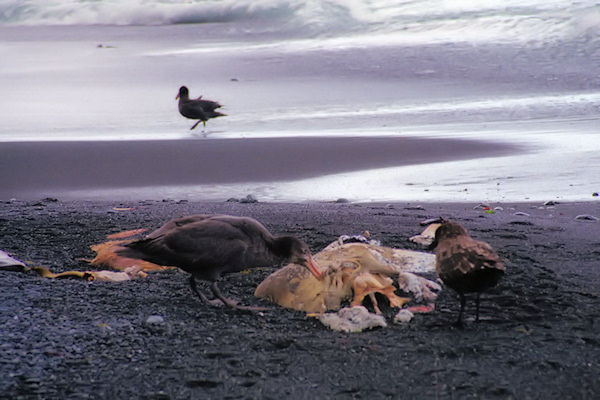 Skua5.jpg