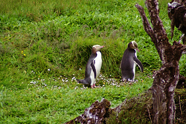 EnderbyIslandYellowEyedPenguins8.jpg