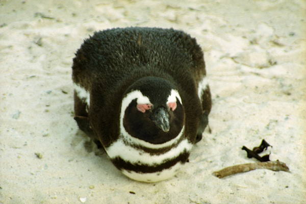 SouthAfrica_BoulderBeach10Penguins.jpg