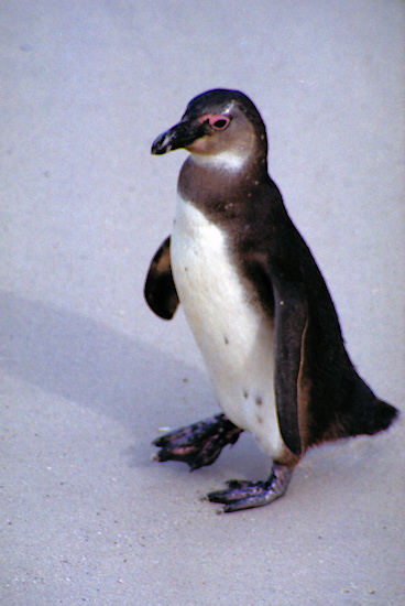 SouthAfrica_BoulderBeach18Penguins.jpg