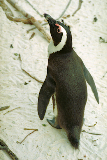 SouthAfrica_BoulderBeach6Penguins.jpg