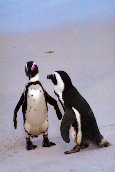 SouthAfrica_BoulderBeach9Penguins.jpg