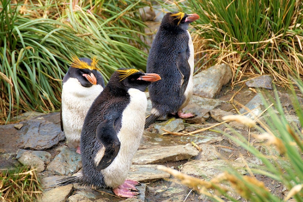CooperBay_DSC06835.JPG - Macaroni Penguins at Cooper Bay, south-east corner of South Georgia