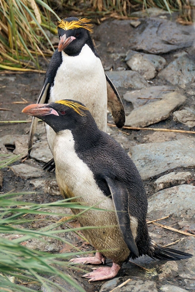 CooperBay_DSC06839.JPG - Macaroni Penguins at Cooper Bay, south-east corner of South Georgia