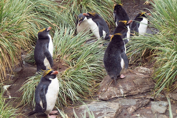 CooperBay_DSC06840.JPG - Macaroni Penguins at Cooper Bay, south-east corner of South Georgia