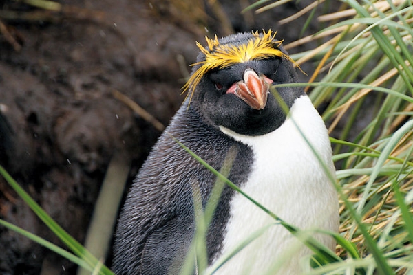 CooperBay_DSC06848.JPG - Macaroni Penguin at Cooper Bay, south-east corner of South Georgia