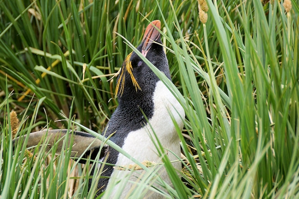 CooperBay_DSC06852.JPG - Macaroni Penguin at Cooper Bay, south-east corner of South Georgia