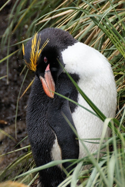 CooperBay_DSC06854.JPG - Macaroni Penguin at Cooper Bay, south-east corner of South Georgia