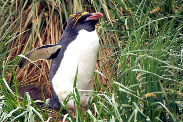 CooperBay_DSC06859.JPG - Macaroni Penguin at Cooper Bay, south-east corner of South Georgia