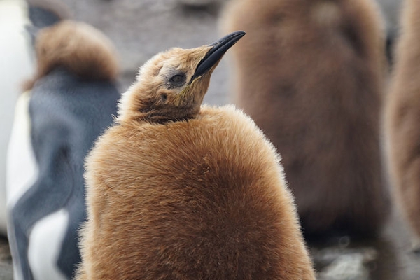 RightWhaleBay_KingPenguins_DSC06713.JPG - King Penguin Chick - "wooly penguin" - at Right Whale Bay, north coast of South Georgia