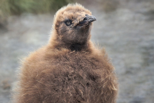 RightWhaleBay_KingPenguins_DSC06719.JPG - King Penguin Chick - "wooly penguin" - at Right Whale Bay, north coast of South Georgia