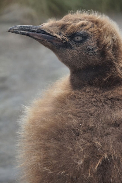 RightWhaleBay_KingPenguins_DSC06720.JPG - King Penguin Chick - "wooly penguin" - at Right Whale Bay, north coast of South Georgia