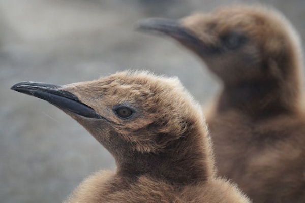 RightWhaleBay_KingPenguins_DSC06725.JPG - King Penguin Chicks - "wooly penguins" - at Right Whale Bay, north coast of South Georgia