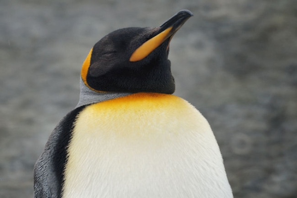 RightWhaleBay_KingPenguins_DSC06733.JPG - King Penguin at Right Whale Bay, north coast of South Georgia