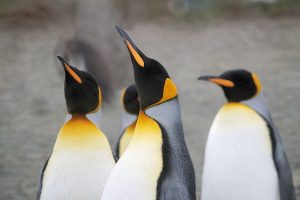 RightWhaleBay_KingPenguins_DSC06734.JPG - King Penguins at Right Whale Bay, north coast of South Georgia