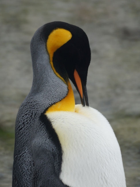 RightWhaleBay_KingPenguins_DSC06740_2.JPG - King Penguin at Right Whale Bay, north coast of South Georgia