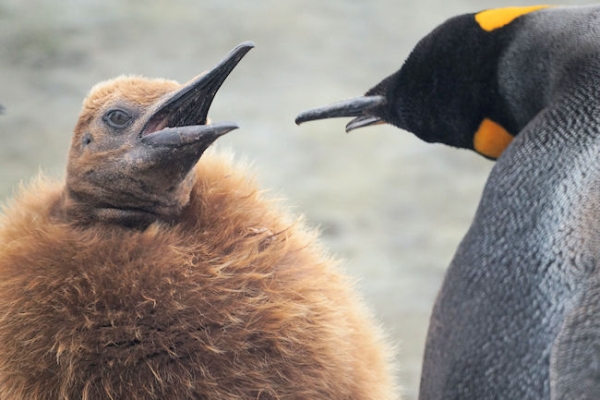 RightWhaleBay_Kings_DSC06746.JPG - King Penguin Chick feeding, Right Whale Bay, north coast of South Georgia