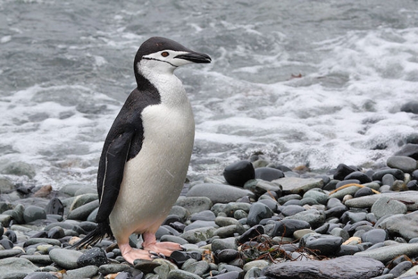 SGeorgia_Day10_CBay_Chinstraps_3406.jpg - Chinstrap Penguin at Cooper Bay, south-east corner of South Georgia
