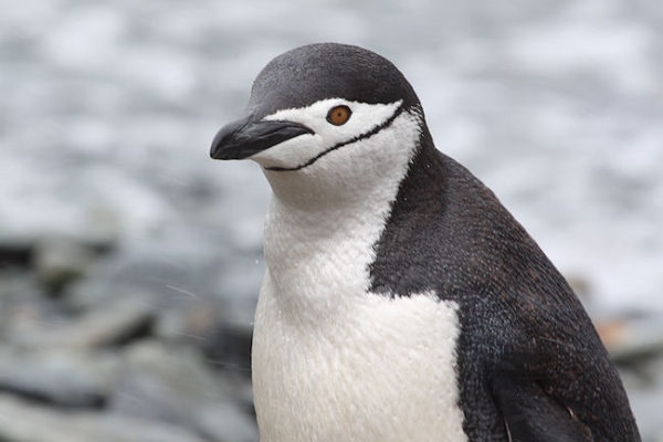 SGeorgia_Day10_CBay_Chinstraps_3411.jpg - Chinstrap Penguin at Cooper Bay, south-east corner of South Georgia