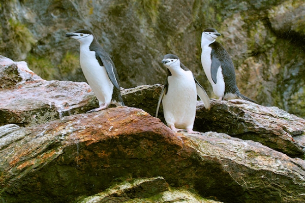 SGeorgia_Day10_CBay_Chinstraps_3415.jpg - Chinstrap Penguins at Cooper Bay, south-east corner of South Georgia