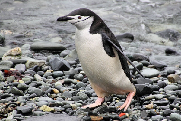 SGeorgia_Day10_CBay_Chinstraps_5455.jpg - Chinstrap Penguin at Cooper Bay, south-east corner of South Georgia