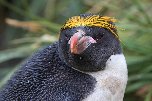 SGeorgia_Day10_CBay_Macaroni_3393.jpg - Macaroni Penguin at Cooper Bay, south-east corner of South Georgia